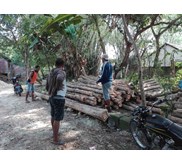 Kayu Jati