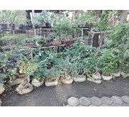 randu hias varigata