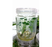 TALAS JEPANG MURAH
