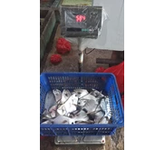 ikan Bawal Bintang hidup ( live) makanan laut