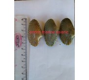 kerang batik hidup dan bekuan (frozen).makanan laut.