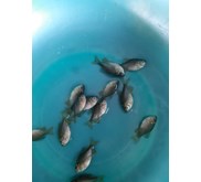 Bibit Ikan / Benih Ikan Bawal