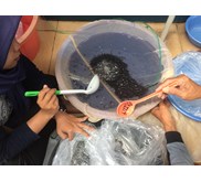Benih Ikan / Bibit Ikan Baung