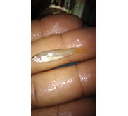 Benih Ikan / Bibit Ikan Jelawat