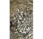Bibit Ikan / Benih Ikan Graskap