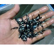 Benih Ikan / Bibit Ikan Patin