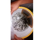 Bibit Ikan / Benih Ikan Kakap Putih