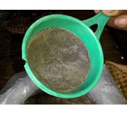 Larva Bawal Benih Ikan / Bibit Ikan