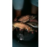 Bibit Ikan / Benih Ikan Semah