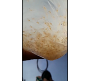Benur Udang Galah (Bibit Ikan / Benih Ikan)