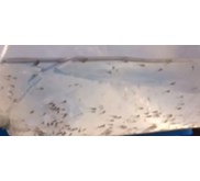 Larva Baung Benih Ikan / Bibit Ikan