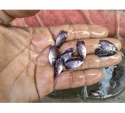 Bibit Ikan / Benih Ikan Gurame (Gurami)