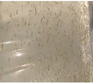 Larva Graskap Benih Ikan / Bibit Ikan
