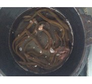 Benih Ikan / Bibit Ikan Sidat Bicolor