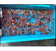 Bibit Ikan / Benih Ikan Koi