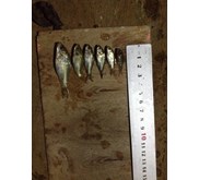 Benih Ikan / Bibit Ikan Mas