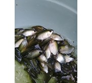 Benih Ikan / Bibit Ikan Tembakang (Tambakang)
