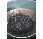 Benih Ikan / Bibit Ikan Lele