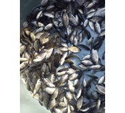 Benih Ikan / Bibit Ikan Nila Kekar