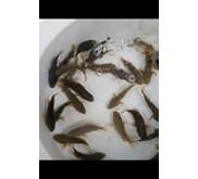 Bibit Ikan / Benih Ikan Kerapu Cantang (Hybride Grouper)