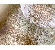 Bandeng (Milkfish) Benih Ikan / Bibit Ikan
