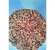 Benih Bibit Pohon Secang (Biancaea sappan)