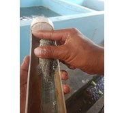 Bibit ikan kerapu 