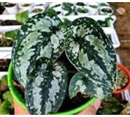 Scindapsus Tricolor (monstereae)