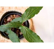 #Cyrtosperma Timikanense (Cyrtosperma Sp)