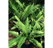 #Lindsaea Fern Sumatra (Lindsaea Sp)