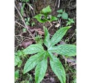 #Tacca Palmata Dioscoreaea (Tacca Sp)