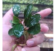 #Bucephalandra Hellena  (Bucepalandra Sp)