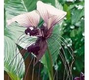 #Tacca Integrifolia ( Dioscoreales)