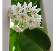 Hoya Papua Species 