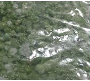 Kacang Polong Sayur-Sayuran Segar dan Beku