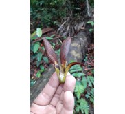Benih Pohon Meranti Merah