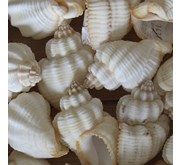 Shell small white polish / Cangkang poles putih kecil