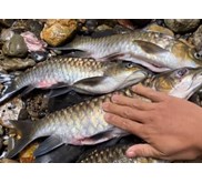 Ikan Tawar Semah Garing Mahseer
