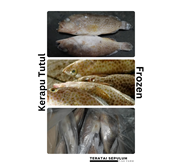 Ikan Air Laut Jenis Kerapu Tutul / Kerapu Lumpur - Beku (Frozen)