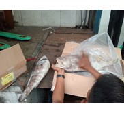 Ikan Kerapu Fresh Beku