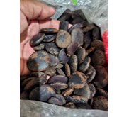 BENIH POHON KAYU MERBAU