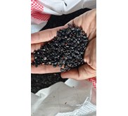 Benih Bunga Telang (Clitoria ternatea)