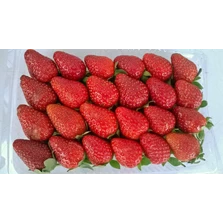 Stroberi / Strawberry 