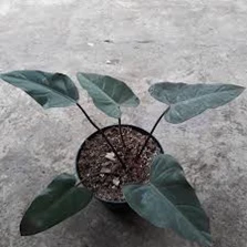 Tanaman Hias Philodendron Jantung