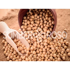 Supplier Kacang Kedelai Jakarta Non GMO