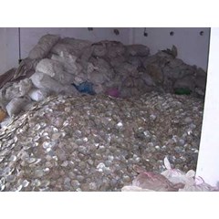 kerang mutiara budidaya