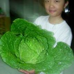 chinese cabbage