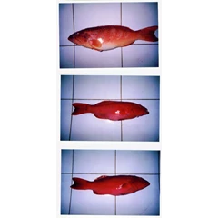 fresh grouper fish
