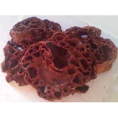 sarang semut merah