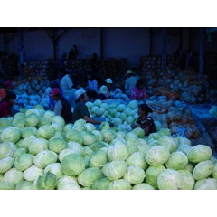 cabbages export quality